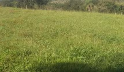 Sitio para venda em Barretos-SP com 3 alqueires em pastagem, benfeitorias e córrego na propriedade