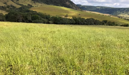 Sitio para venda na região de São Carlos-SP com 33 alqueires, 80% aproveitamento pecuária ou eucalipto, 60% aproveitamento para lavoura, boa de agua