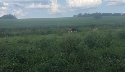 Fazenda dupla aptidão para venda na região de Fernandopolis-SP com 94 alqueires sendo 74 alqueires agricultáveis, rica em agua e muitas benfeitorias