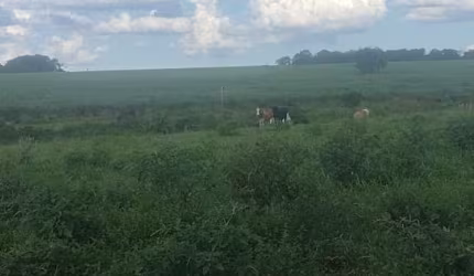 Fazenda dupla aptidão para venda na região de Fernandopolis-SP com 94 alqueires sendo 74 alqueires agricultáveis, rica em agua e muitas benfeitorias