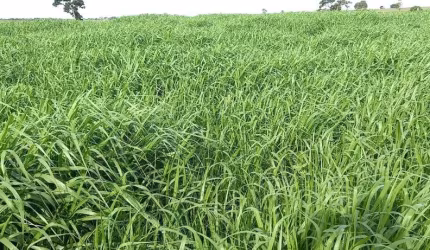 Fazenda dupla aptidão para venda na região do Prata-MG com 730 hectares em pastagem, muitas benfeitorias, córrego na propriedade