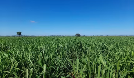 Fazenda para venda na região de Araçatuba-SP com 40 alqueires sendo 36 alqueires agricultáveis, rica em agua e benfeitorias