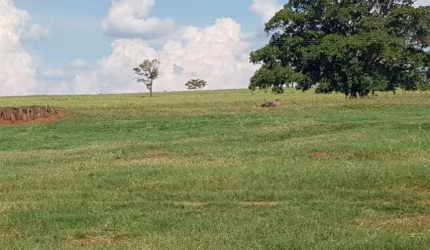 Fazenda dupla aptidão para venda na região de Jales-SP com 205 alqueires sendo 143 alqueires em cana arrendada mais pastagem, benfeitorias, beira de r