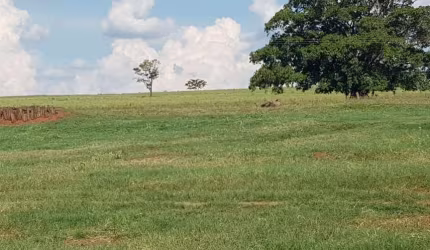 Fazenda dupla aptidão para venda na região de Jales-SP com 205 alqueires sendo 143 alqueires em cana arrendada mais pastagem, benfeitorias, beira de r