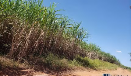Fazenda para venda na região de Mirassol-SP com 46 alqueires sendo 33 alqueires em cana própria mais pastagem, boa de água e benfeitorias