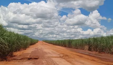 Fazenda para venda na região de Junqueiropolis-SP com 265 alqueires sendo 220 alqueires em cana arrendada, próxima da Usina, sem benfeitorias