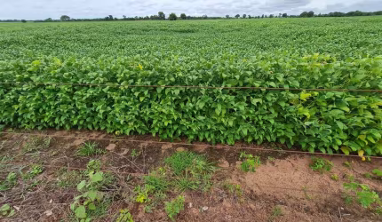 Fazenda para venda na região de Araguapaz-GO com 1.900 hectares sendo 1.300 hectares abertos para lavoura, lago, irrigação e muitas benfeitorias