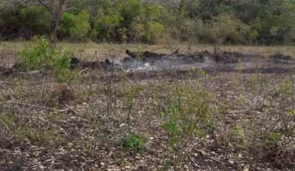 Fazenda para venda na região de Corumba-MS no Pantanal com 1.580 hectares na pecuária, benfeitorias simples