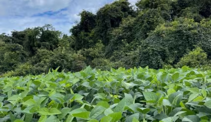 Fazenda dupla aptidão para venda na região de Uberlandia-MG com 1.380 hectares, atual na pecuária, já teve lavoura, pode irrigar, já com outorga