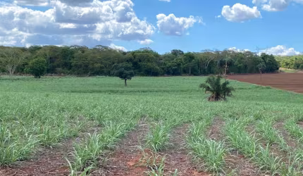 Sitio para venda na região de Ouroeste-SP com 19 alqueires sendo 18 alqueires em cana arrendada, aproveita 100%, 3 km do asfalto