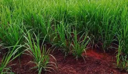 Sitio para venda na região de Igarapava-SP com 30 alqueires sendo 19 alqueires em cana arrendada