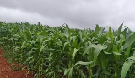 Area / Sitio para venda na região de Capitólio-MG com 62 hectares, beira da represa, atualmente em lavoura de grãos, ideal também para loteamento e in