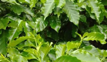 Fazenda de café para venda na região de Marilia-SP com 76 alqueires, dupla aptidão, boa de benfeitorias e infraestrutura para café
