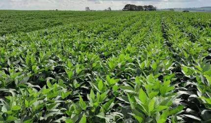 Fazenda para venda na região de Presidente Prudente-SP com 138 alqueires , sendo 60 alqueires em soja restante pastagem, benfeitorias e rica em agua