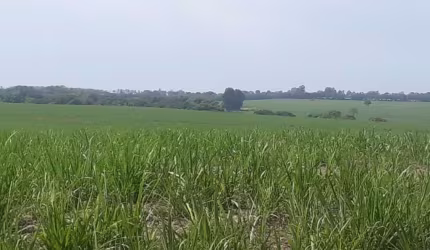 Sitio para venda na região de Porto Ferreira-SP com 5,5 alqueires sendo 5 alqueires em cana arrendada, plana, sem benfeitorias, boa de agua