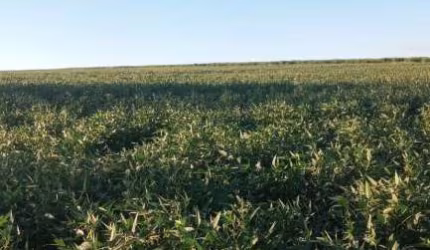 Sítio para venda na região de Birigui-SP com 22 alqueires atualmente na soja, planta 95%, 4 km da cidade