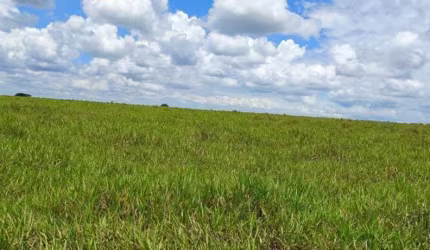 Fazenda dupla aptidao para venda na região de Jales-SP com 77 alqueires sendo 63 alqueires em cana arrendada