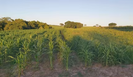 Sitio dupla aptidão para venda na região de Jales-SP com 25,50 alqueires sedo 1 alqueires em cana arrendada, boa de benfeitorias, represa