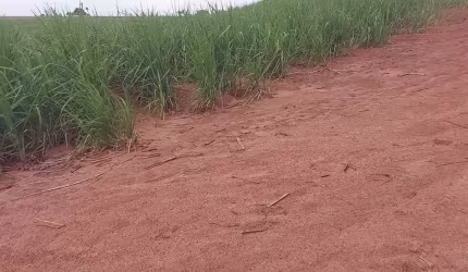 Sitio para venda na região de Jales-SP com 26 alqueires sendo 24 alqueirem em cana arrendada, beira do asfalto