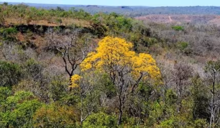 Fazenda bruta para venda na região de Corrente-PI com 773 hectares, aptidão para pecuária, aproveitamento 450 hectares para pecuária