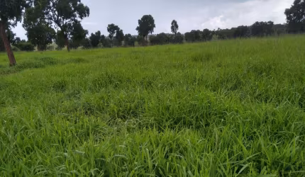 Fazenda para venda na região de Paranaiba-MS com 183 alqueires montada na pecuária, rica em agua e benfeitorias