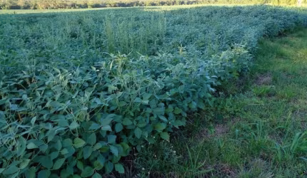 Fazenda para venda na região de Jardim -MS com 163 alqueires na lavoura de soja e milho, beira do asfalto, rica em agua, roda pivô