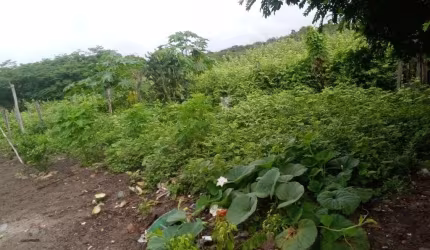 Fazenda bruta para venda na região de Gentio do Ouro-BA com 2.400 hectares, totalmente plana, poço artesiano, vicinal passa dentro da fazenda
