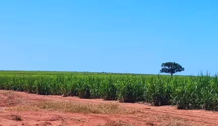 Fazenda para venda na região de Presidente Venceslau-SP com 95 alqueires sendo 70 alqueires em cana arrendada, benfeitorias