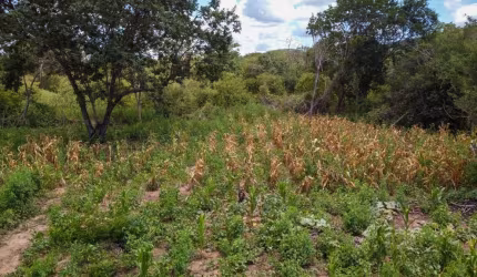 Fazenda para venda na região de Morpara-BA com 410 hectares, rica em agua, terra plana e argilosa, beira da rodovia