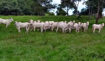 Fazenda na pecuária para venda na região de Juscimeira-MT com 2.490 hectares sendo 1.580 hectares abertos, ótima de benfeitorias