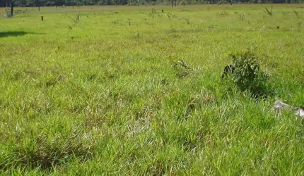 Fazenda dupla aptidão para venda na região de Colorado do Oeste-RO com 3.900 hectares sendo 1.900 hectares abertos, atual na pecuária, benfeitorias