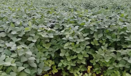 Fazenda dupla aptidao para venda em Tres Lagoas-MS com 182 alqueires na soja, benfeitorias e boa de agua