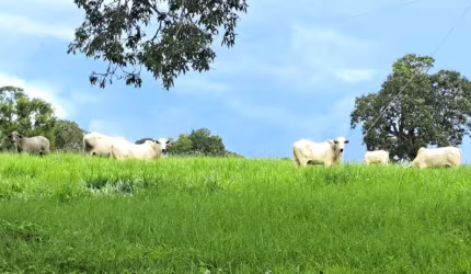 Fazenda dupla aptidão para venda em Campina Verde-MG com 222 hectares na pecuária, aproveita 75% para plantio