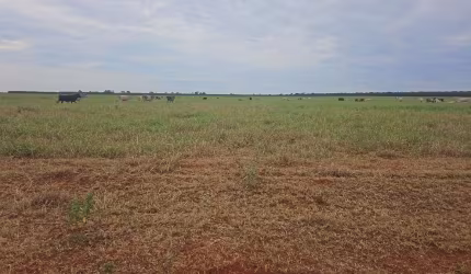 Fazenda dupla aptidão para venda na região de Selviria-MS com 245 alqueires, pecuária, roda pivô irrigação, rica em agua, porteira fechada