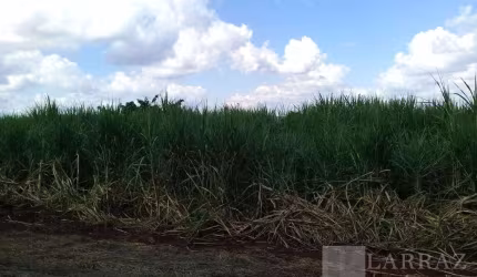 Fazenda para venda na região de São Carlos-SP, com 399 alqueires sendo 290 alqueires em cana mais pasto, muitas benfeitorias