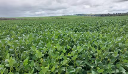 Fazenda para venda na região de Mococa-SP com 168 alqueires sendo 130 alqueires para lavoura, rica em agua, beira de rio, beira do asfalto