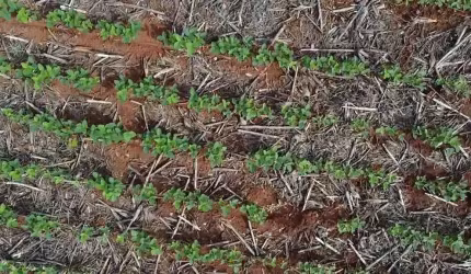 Fazenda dupla aptidao para venda na região de São Jose do Rio Claro-MT com 710 hectares, sendo 450 hectares lavoura e o restante pastagem