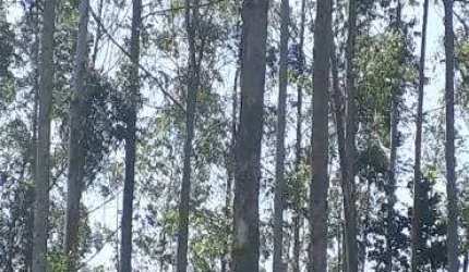 Fazenda de eucalipto para venda na região de Sete Barras-SP com 265 alqueires sendo 30 alqueires em eucalipto, rio na divisa, dupla aptidão