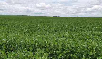 Fazenda para venda na região de Nova Mutum-MT com 3.195 hectares sendo 1.590 hectares abertos para lavoura, benfeitoriasm rica em agua, beira da pista