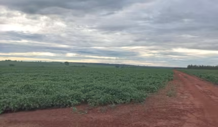 Fazenda na soja para venda na região de Iturama-MG com 182 hectares sendo 174 hectares na soja