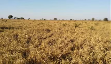 Fazenda dupla aptidao para venda na região de Paranaiba-MS com 535 alqueires SP montada na pecuária, rica em agua