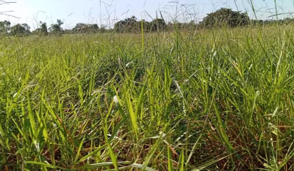 Sitio dupla aptidao para venda na regiao de Lagoa-Santa-GO com 30 alqueires na pecuária, rio na propriedade e benfeitorias