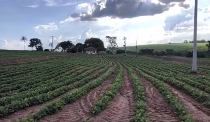 Ótimo sitio para venda na região de Taquaritinga-SP com 10,5 alqueires, aproveitamento lavoura 90%, bom de agua, benfeitorias