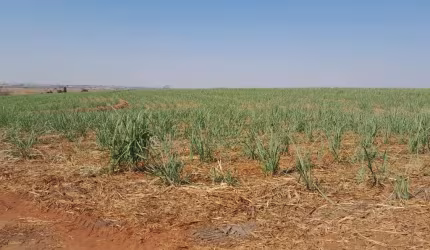 Fazenda para venda na região de Jales-SP com 40 alqueires sendo 30 alqueires em cana arrendada