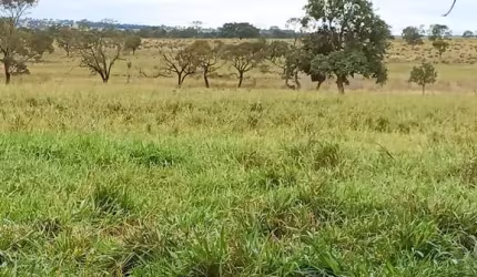 Fazenda dupla aptidao para venda na região de Cassilandia-MS com 112 alqueires, benfeitorias, rica em agua, região de muita chuva