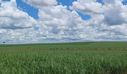 Fazenda para venda na região de Andradina-SP com 148 alqueires sendo 124 alqueires em cana arrendada, próxima do asfalto e da Usina