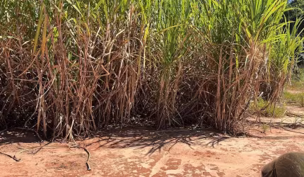 Fazenda para venda na região de Araçatuba-SP com 46 alqueires sendo 39 alqueires em cana arrendada, próxima de 4 Usinas