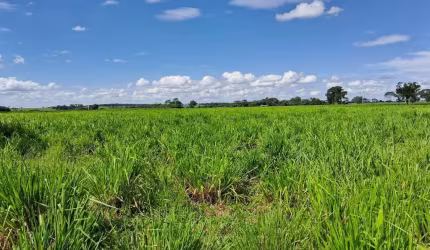 Fazenda dupla aptidao para venda na região de Mira Estrela-SP com 42 alqueires sendo 38 alqueires agricultáveis, atual na pecuária, com benfeitorias