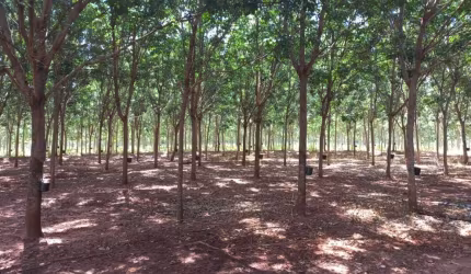 Sitio para venda na região de Votuporanga-SP, com 24 alqueires todo em seringueira, casa sede muito boa, rio na propriedade, lago com peixes