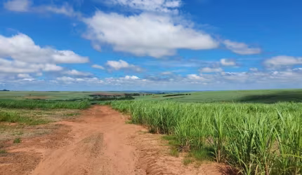 Fazenda para venda na região de Jales-SP, com 240 alqueires sendo 186 alqueires em cana arrendada mais pastagem